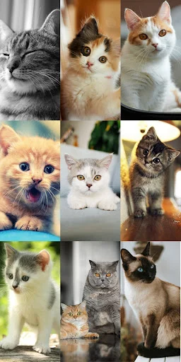 Download Cute Cat Wallpapers Terbaru – Wallpaper Kucing Lucu Gratis - Screenshot 12