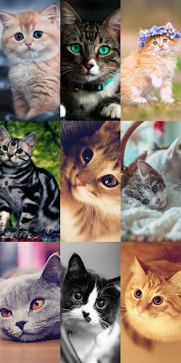 Download Cute Cat Wallpapers Terbaru – Wallpaper Kucing Lucu Gratis - Screenshot 16