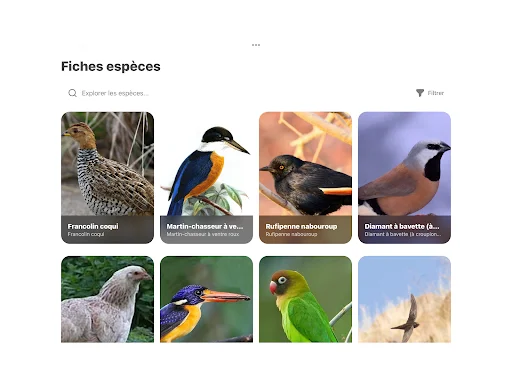 Download Oiseaux2France Terbaru – Komunitas Pecinta Burung - Screenshot 12