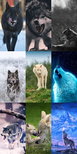 Unduh Wolf Wallpaper HD Terbaru – Gambar Serigala Keren Gratis - Screenshot 20